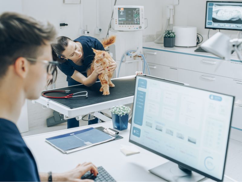 Cat being examined by a veterinarian while another veterinary staff member looks at Xrays