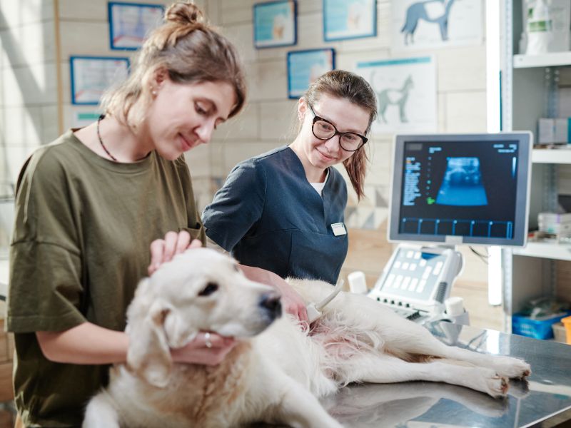 Dog receiving an ultrasound with owner and vet