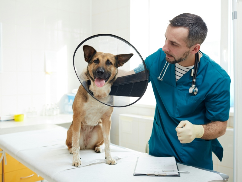 dog with cone standing on bed being checked by vet