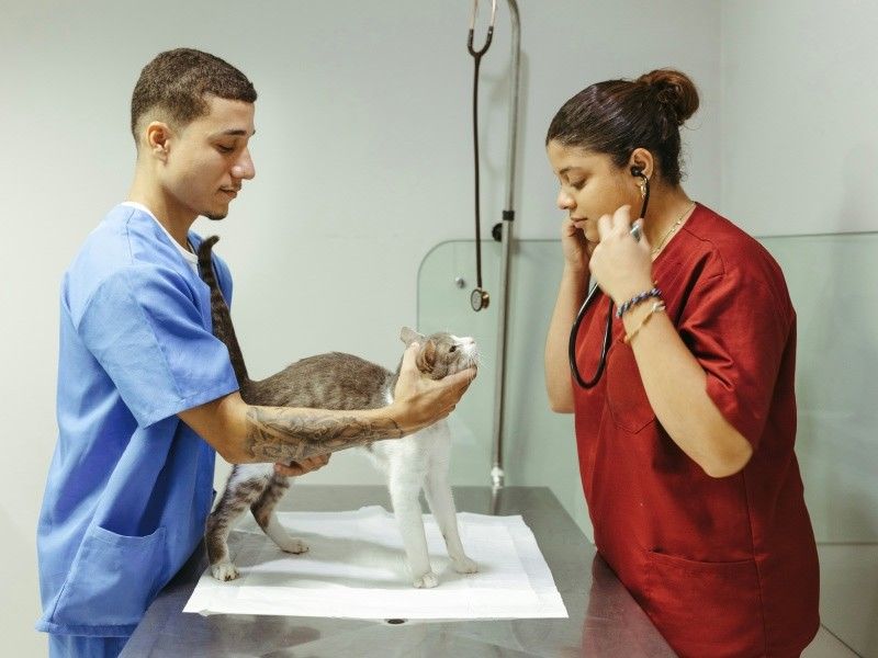 two vet checking cat in the clinic