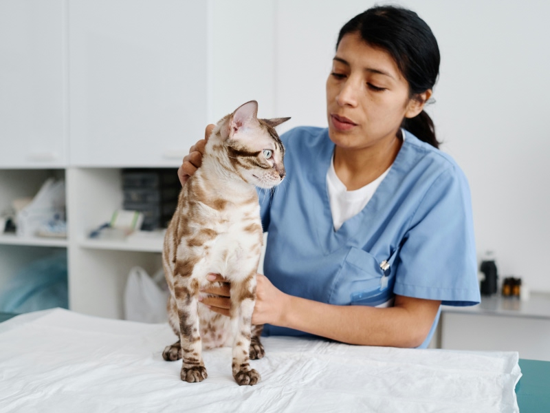 vet checking cat on table