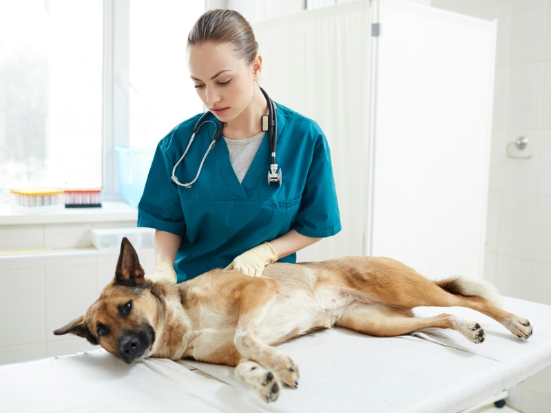 vet checking dog lying clinic bed