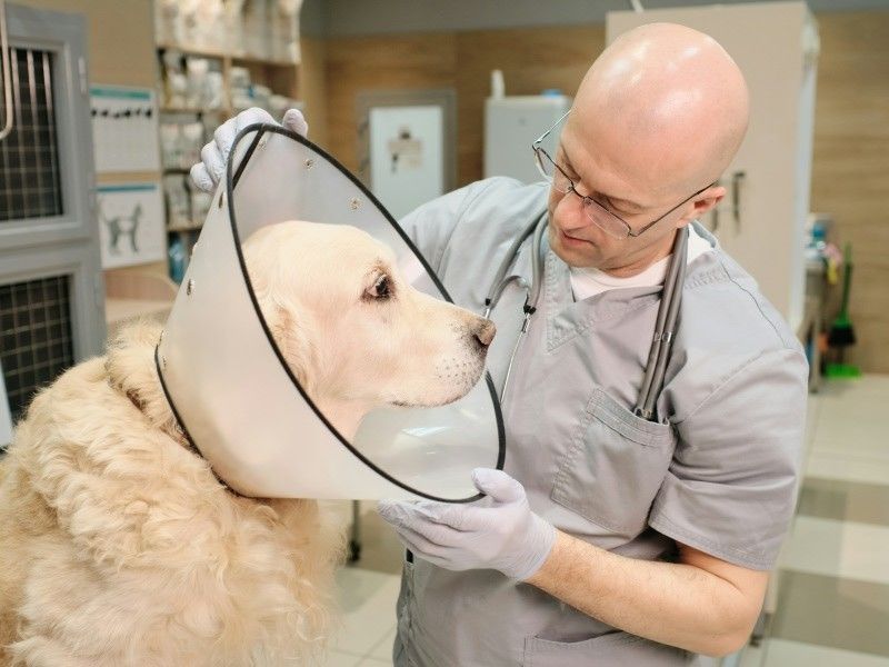 vet checking white dog wearing cone