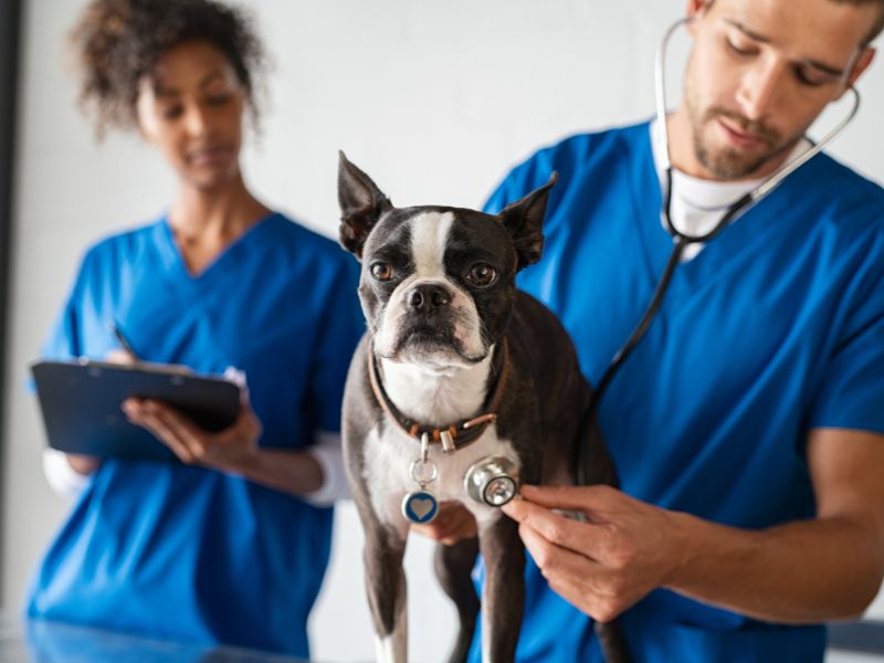 two team members helping a black and white dog