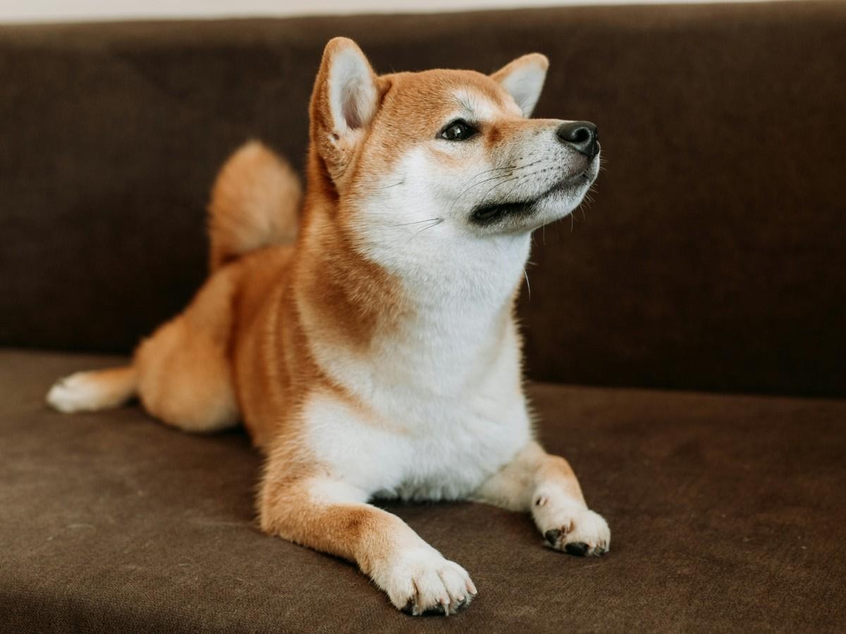 puppy sitting on couch